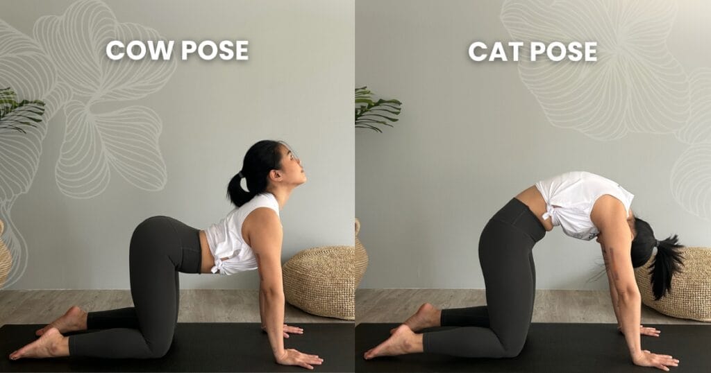 catcow article post 1